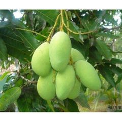 Best price Fresh Mango Fruit Ready To Export Chaunsa / Sindhri Mangoes - Image 5