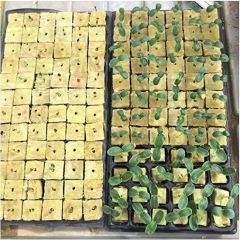 Customized High Quality Rock Wool Cubes Hydroponic Growing Planting Cube - Image 3