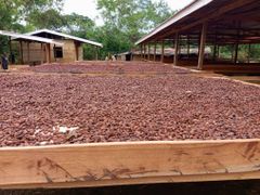 Premium Cocoa Beans – Kisangani Region (Tshopo Province) – product photo 1, product detail gallery