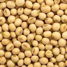 Wholesale Soya Beans - Image 2