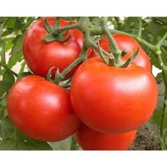 Oblate shape for fresh tomato verities in south africa Color Red Type Tomato Shape Round Content n/a Style Fresh Address - Image 3