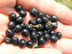 MAQUI BERRY INGREDIENTS Shelf Life 4 Feature NATURAL ANTIOXIDANT DELPHINIDINS - Image 2