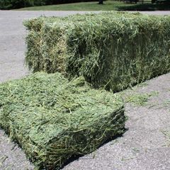 Hot Sale Premium Alfalfa Hay High Protein Nutritious Clean Baled or Compressed Bale for Livestock Feed - Image 5