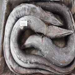 Ribon fish - Image 1