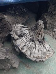 Hardwood Charcoal - Image 1