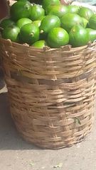 Avocado – product photo 2, product detail gallery