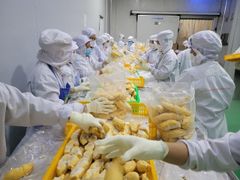IQF Monthong/Ri6 Durian Year-around Season Seed Or Seedless Organic Whole Shape Vacuum Pack Frozen Durian from Vietnam - Image 2