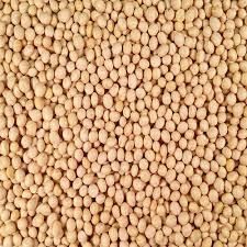 Non GMO Yellow Soyabeans - Image 2