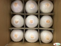 Golden Tropic Vietnamese Coconut - Image 2
