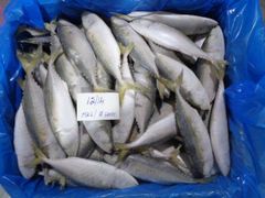 BEST QULAITY FROZEN INDIAN MACKEREL WHOLE - Image 2
