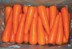 Fresh Carrot - Image 5
