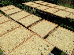 Premium Gayo Arabica Fully Washed - Image 5