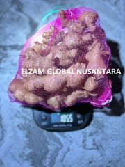 Indonesian Fresh Elephant Ginger / Cleaned High Quality Natural Spices for Wholesale Export - Image 4