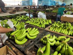 Fresh Banana – product photo 3, product detail gallery