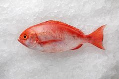 Red Snapper – Whole and Gutted | Premium Quality Seafood – product photo 1, product detail gallery
