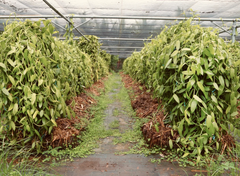 Tahitian vanilla beans ✅ Moisture: 30-35% ✅ Length: 18cm+ – product photo 1, product detail gallery
