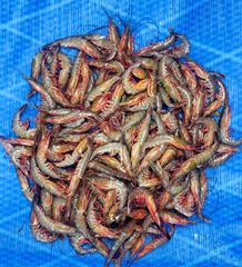 FROZEN JARIKKADI SHRIMPS HOSO PUD PD – product photo 1, product detail gallery