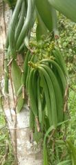 Vanilla Beans – product photo 2, product detail gallery