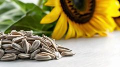 Natural Sunflower Seeds for Crushing Suitable for Oil Mills and Food Processing Businesses Seeking Consistent – product photo 1, product detail gallery