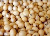 Soya beans - Image 1