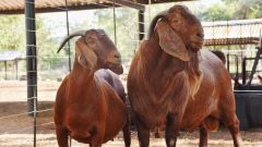 High Quality Kalahari Goats Pure Breed Livestock for Commercial Farming and Export ODM Ready - Image 1