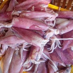 FROZEN ( LOLIGO SQUID ) WHOLE - HIGH QUALITY - Image 1