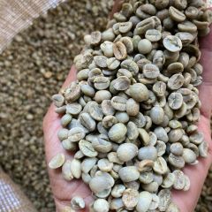 Vietnam Robusta Green Coffee Bean for Export - WA84-902431106 Juli – product photo 1, product detail gallery