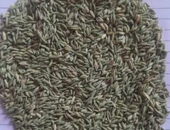Cumin seeds - Image 3
