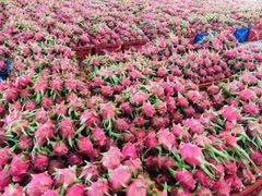 Fresh Dragon Fruit, Fresh Fruit (Thanh Long Vietnam) The Best Fresh Quality- WHATSAP 0084 989 322 607 – product photo 6, product detail gallery