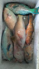 Frozen Seafood Parrot Fish for Wholesale Purchase Grade A Shape Block Style Fresh Weight (kg) 1 Variety Trout Type Raw - Image 2