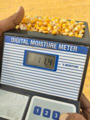 Maize - Image 1