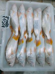 Yellow Croaker Type Frozen Material Yellow Croaker Place of Origin Indonesia Processing Type Block Frozen Shelf Life 24 months at - Image 1