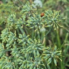 Fennel Seeds – product photo 3, product detail gallery