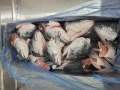 Frozen Salmon heads for export CIP Main port Asia - Image 3