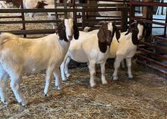 Superior Live Milking Boer  Goats Farm Raised Healthy Dairy Livestock  Cheap Price Offer for export worldwide - Image 1