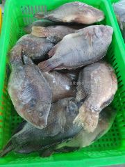 EXPORT-READY BLACK TILAPIA WHOLE ROUND: PERFECT FOR INTERNATIONAL DISTRIBUTION - Image 3