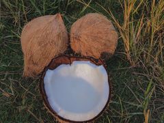 semi husked coconut – product photo 5, product detail gallery