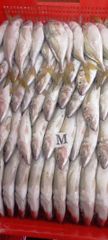 Frozen Horse Mackerel 300–500g & Atlantic Herring Mackerel 400–600g - Image 1