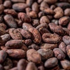 High Quality Cocoa Beans for Export | Fermented and Dried | 25kg/50kg Bags | France Supplier – product photo 2, product detail gallery