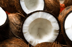 Coconut - Image 1