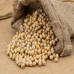 Quality Soybeans Wholesale Natural Soya Beans Soybean Style Dried Shelf Life 24 Weight (kg) 50 Drying Process AD Brand Name - Image 3