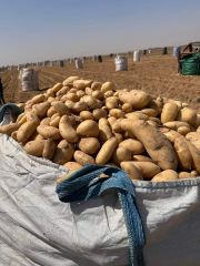 Potato - Image 5