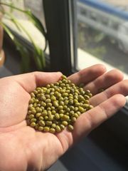 Green Mung Beans 4+ mm Polished, Whole Vigna Radiata, Bulk Wholesale, Uzbekistan, Crop 2026 – product photo 3, product detail gallery