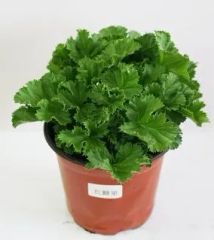 Live Plants Asplenium Nidus Fern Fire Work Bonsai - Image 5