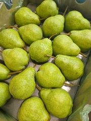 FRESH WILLIAM BON CHRETIEN PEARS FOR SALE!! CLASS 1 EXPORT QUALITY WILLIAM BON CHRETIEN PEARS FOR EXPORT – product photo 5, product detail gallery