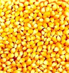India A-Grade Yellow Maize Feed Quality Bulk Export HSN - 100590 moisture - max 14% - Image 3
