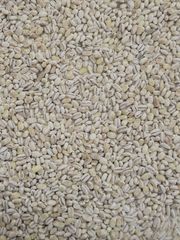 PEARL BARLEY – product photo 1, product detail gallery