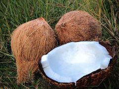 semi husked coconut – product photo 1, product detail gallery