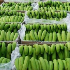 Natural Fresh Cavendish Banana Export from Vietnam with Consistent Quality for Global Wholesale Buyers - Image 2