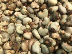 Raw cashew nuts and kernel - Image 4